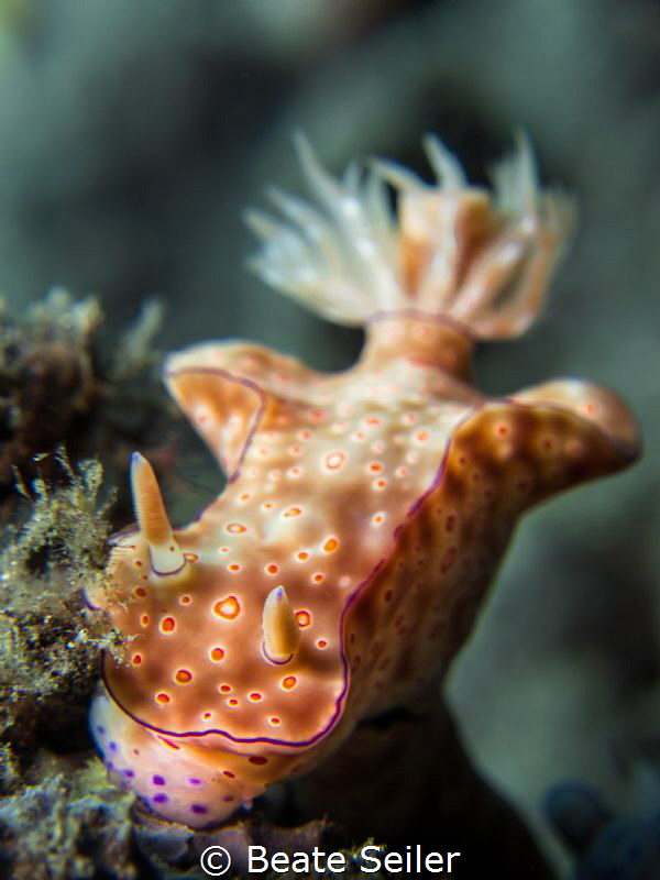 Beauty Nudi by Beate Seiler 