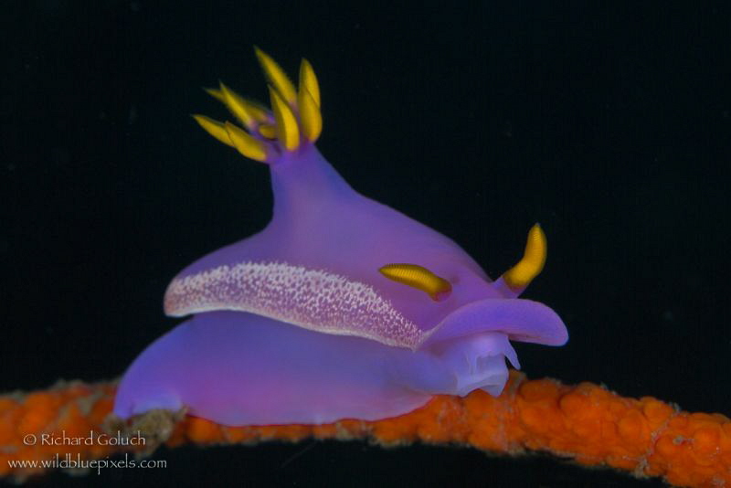 Hypselodoris apolegma-Lembeh. by Richard Goluch 