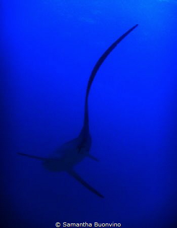 The elegance of a thresher shark by Samantha Buonvino 