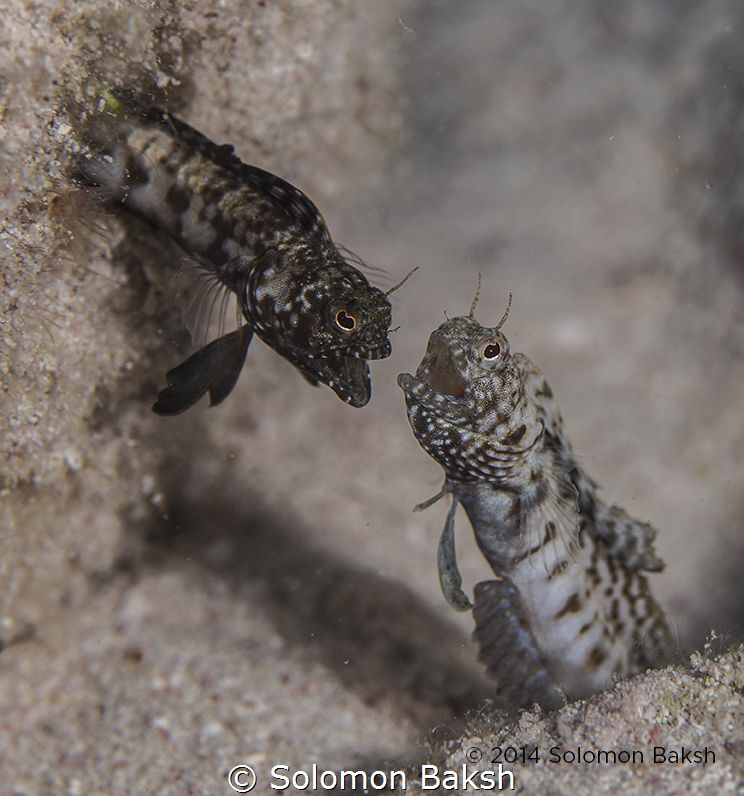 Fighting Sailfin Blennies, The Meadows, Little Cayman

... by Solomon Baksh 