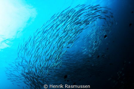 Swirling barracudas by Henrik Rasmussen 