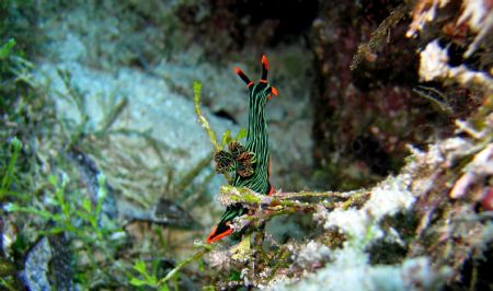 Nudibranch Canaon S70 No Strobe Macro Modus by Beate Krebs 
