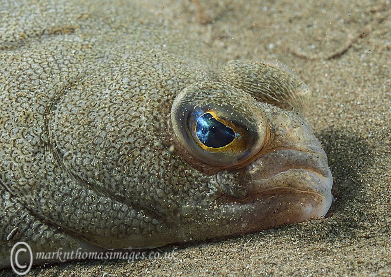 Flatfish face.
Criccieth beach, N. Wales by Mark Thomas 