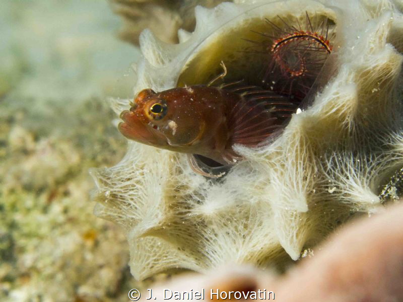 Ringed Blenny by J. Daniel Horovatin 