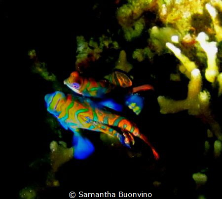 mating mandarin fish - privacy please! :) by Samantha Buonvino 