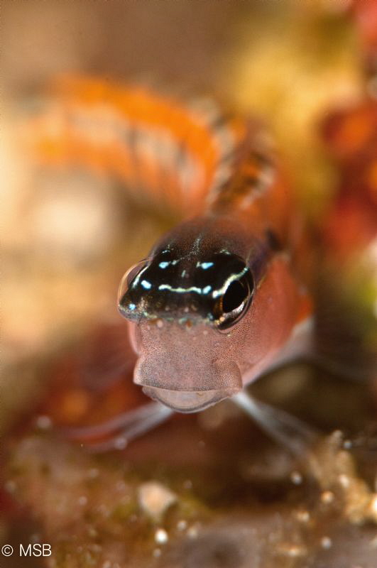 A Blenny in Bunaken. by Mehmet Salih Bilal 