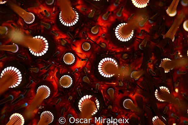 urchin by Oscar Miralpeix 