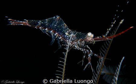 Nikon D7100 in Nauticam Housing, 60mm lens, two strobes s... by Gabriella Luongo 