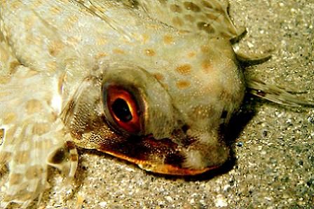 Flying Gurnard on a night dive at Magic Island; Oahu, HI. by Dallas Poore 