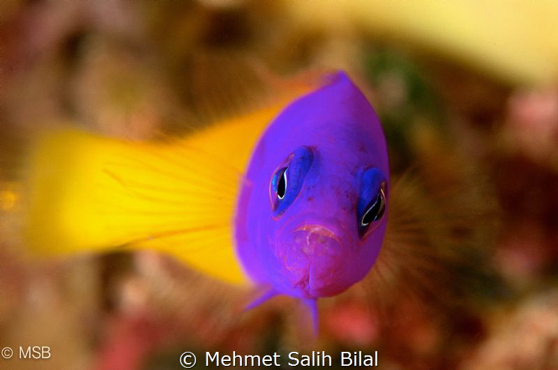 Bicolor dottyback. by Mehmet Salih Bilal 