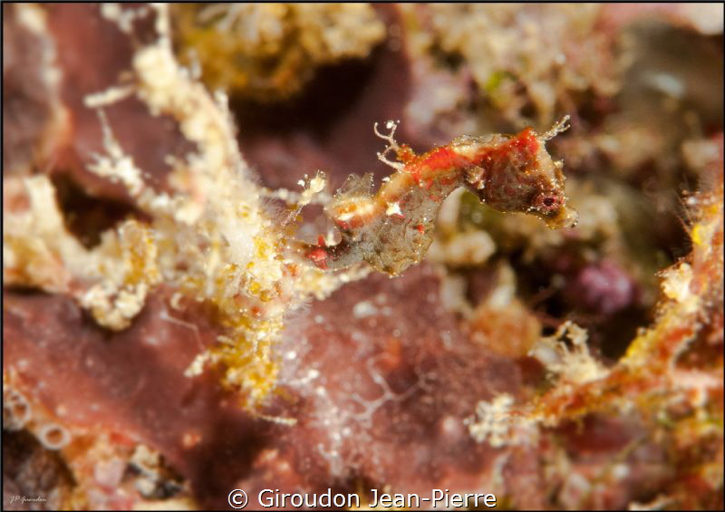 Small Pontohi sea horse by Giroudon Jean-Pierre 