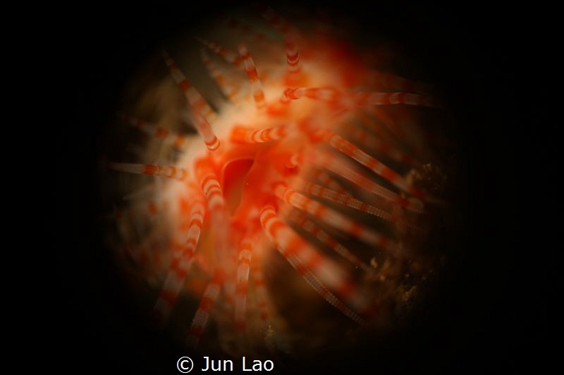 file clams upclose by Jun Lao 