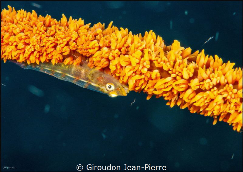 Gobi by Giroudon Jean-Pierre 
