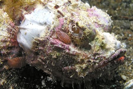 Muck dive in Lembeh Strait, high biological interest for ... by Andrea Bensi 