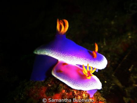 Hypselodoris apolegma...tender moments by Samantha Buonvino 