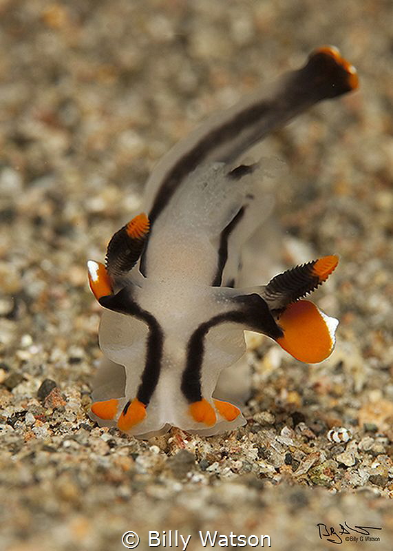 Thecacera picta  --  Dumaguete by Billy Watson 