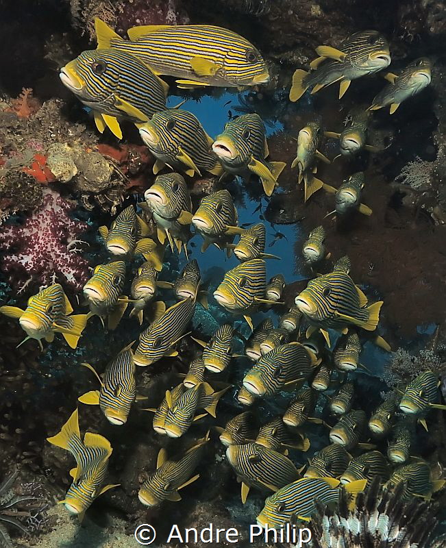 Yellow Ribbon Sweetlips in Raja Ampat by Andre Philip 