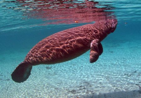 Glowing manatee Crystal River FL camera olympus c-5050 ik... by Ray Eccleston 