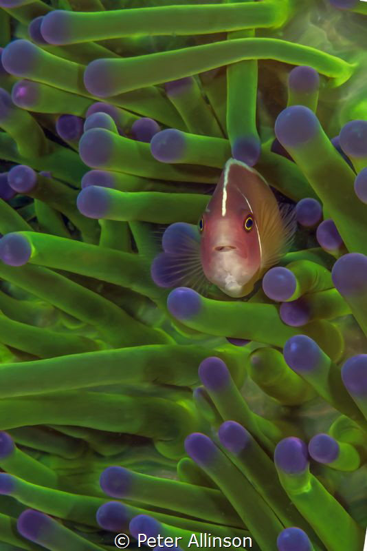 Pink skunk anemonefish by Peter Allinson 