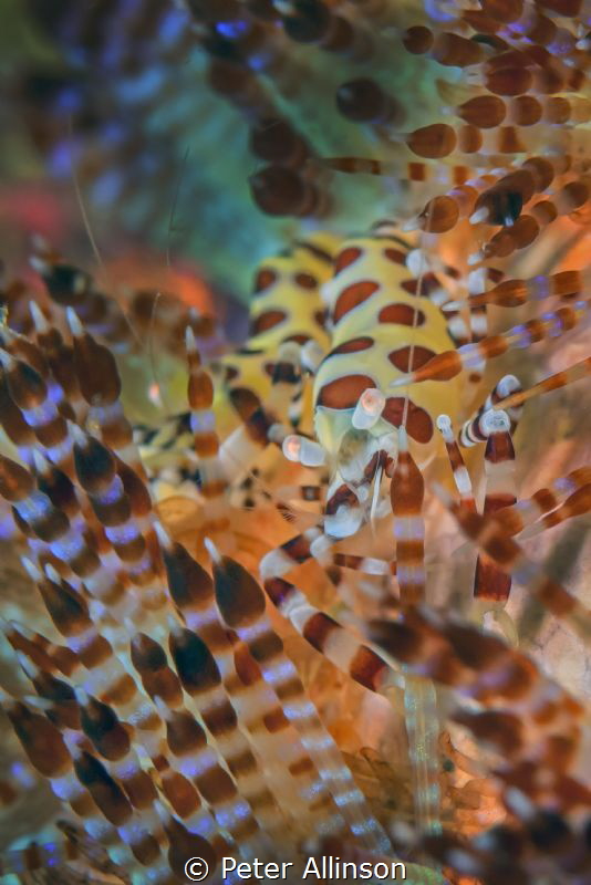 fire urchin shrimp by Peter Allinson 