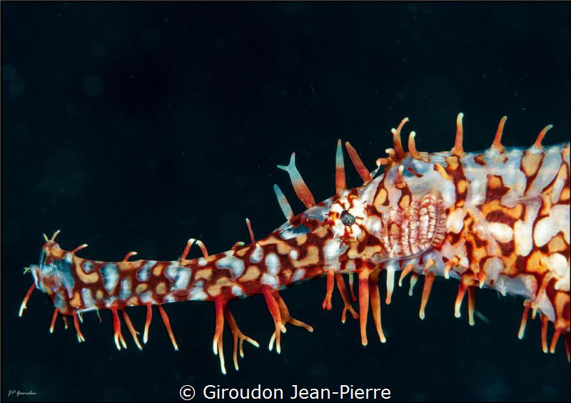 Portrait of a ghost fish by Giroudon Jean-Pierre 