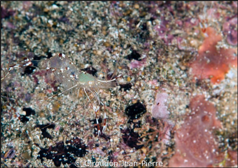 Swimming shrimp by Giroudon Jean-Pierre 