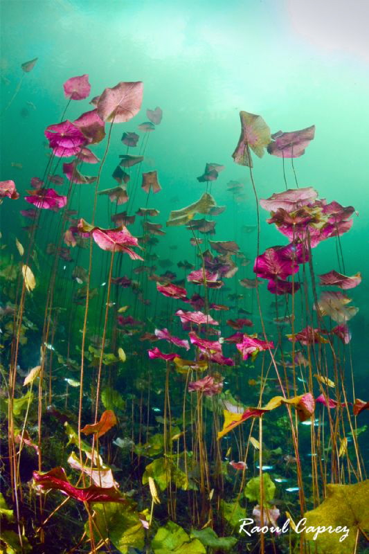 Water lily bunch by Raoul Caprez 