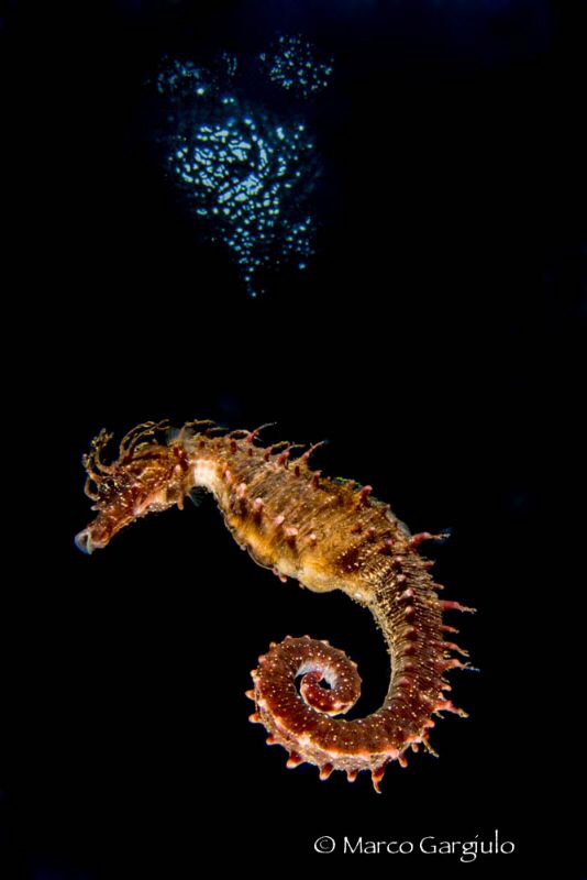 Hyppo by night, 
Nikon D800 Tokina 10-17, Isotecnic Di I... by Marco Gargiulo 