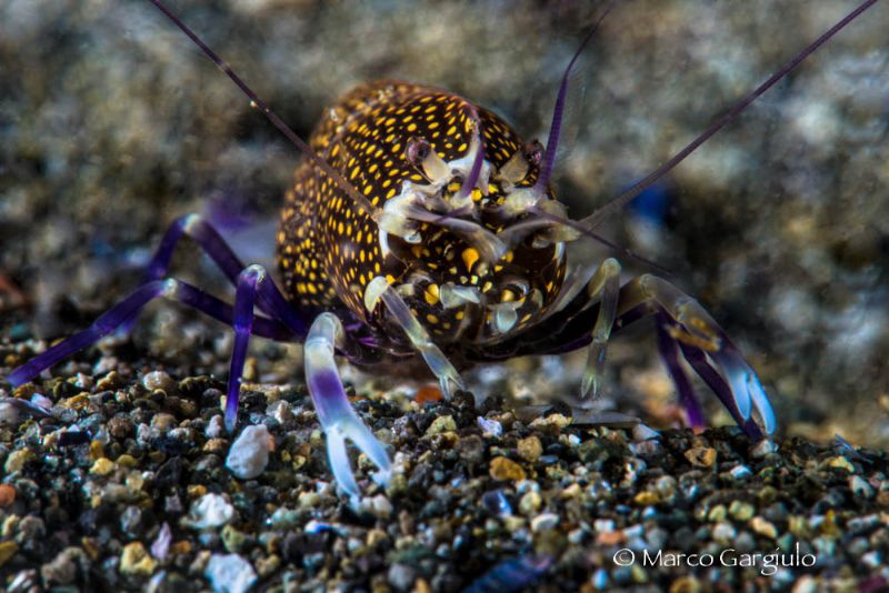 Mediterranean Bumblebee shrimp by Marco Gargiulo 