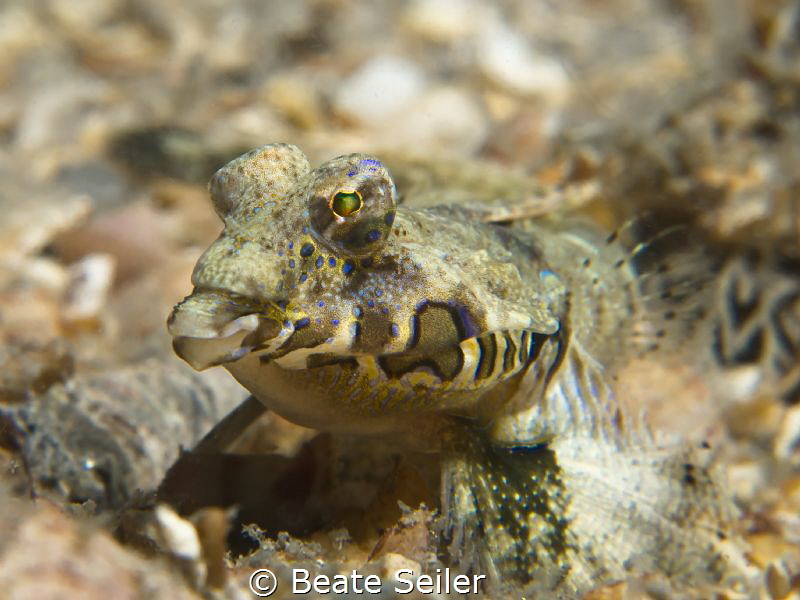 Dragonet "Under the Bridge" by Beate Seiler 
