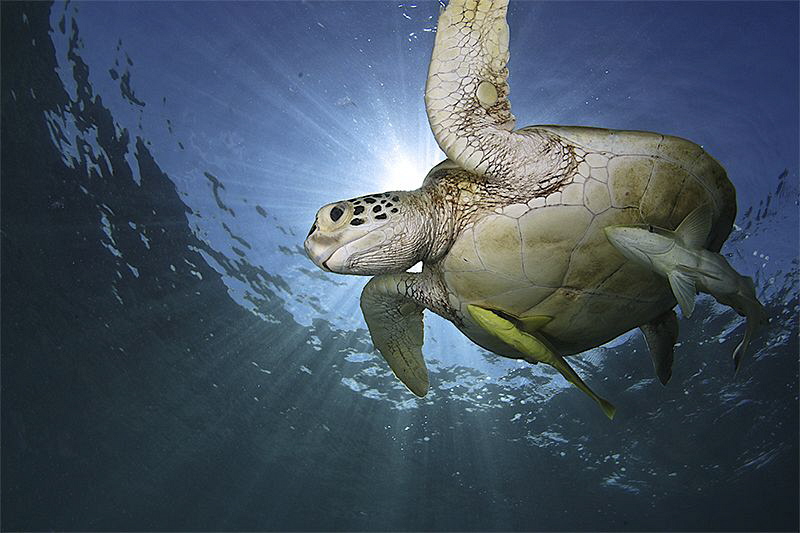 Turtle with bodyguards by Iyad Suleyman 