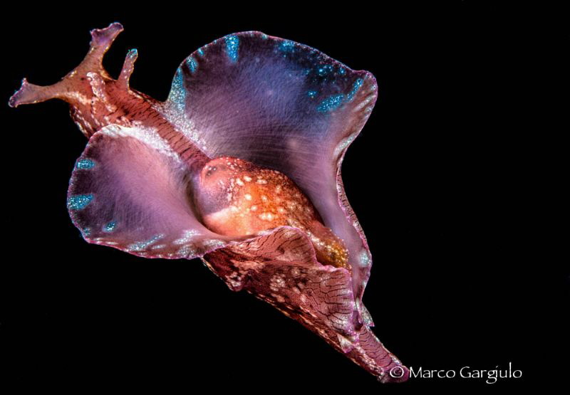 Aplysia, Night dive by Marco Gargiulo 