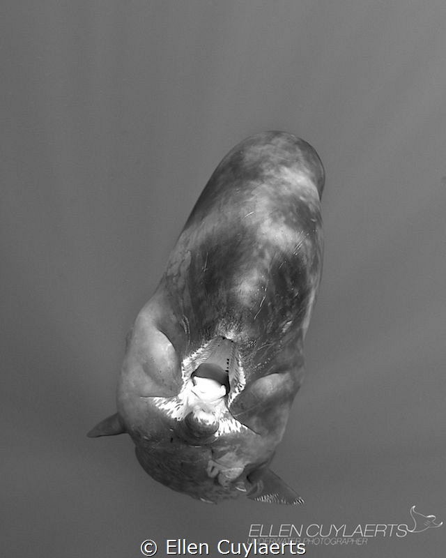 'CRY BABY'
Sperm whale calf by Ellen Cuylaerts 