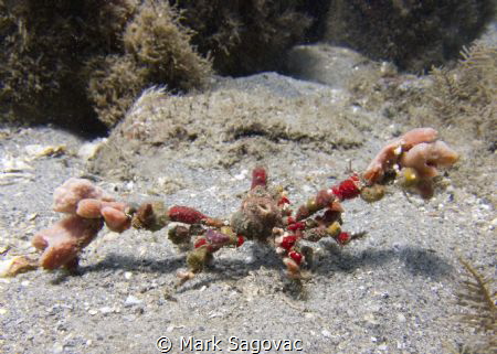 Colorful little Cracker

Cryptic or "Decorator Crab"

... by Mark Sagovac 