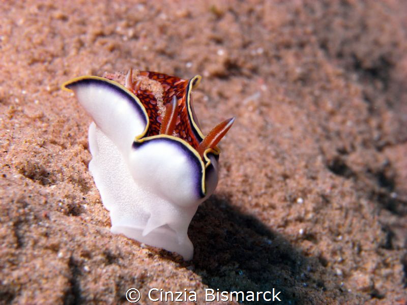 Charlotte sometimes
Charlotta's glossodoris (Endemic) by Cinzia Bismarck 