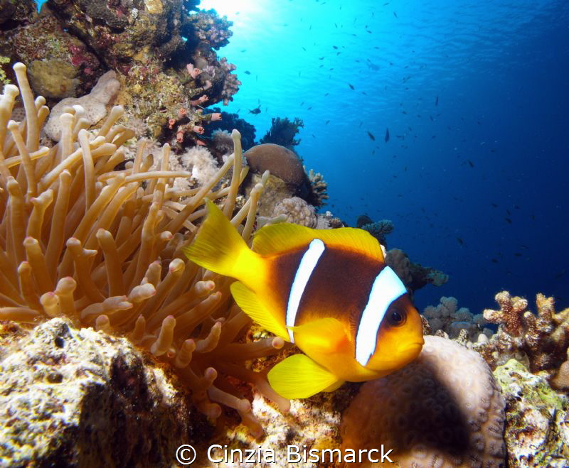 Sunny clown
 by Cinzia Bismarck 