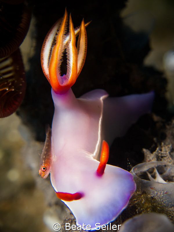 Bulocki with small goby on top by Beate Seiler 