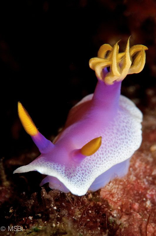 Hypselodoris Apolegma.Bunaken. by Mehmet Salih Bilal 