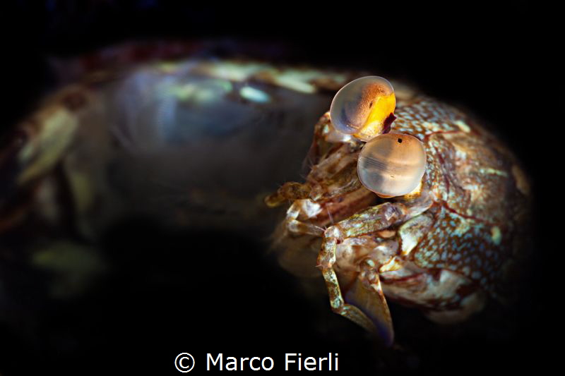 Mantis in Molting position by Marco Fierli 