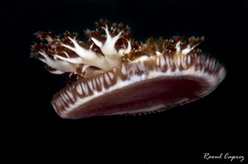 Jellyfish crown by Raoul Caprez 