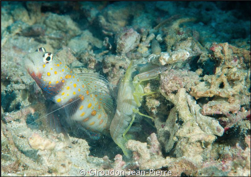 Symbiosis by Giroudon Jean-Pierre 