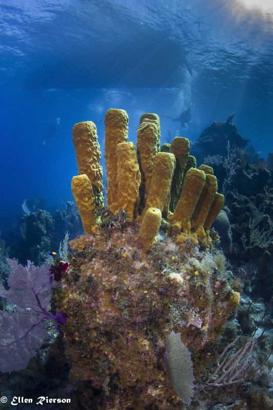 Bloody Bay Wall / Little Cayman - Canon T2i/Nauticam/Sea&... by Ellen Rierson 