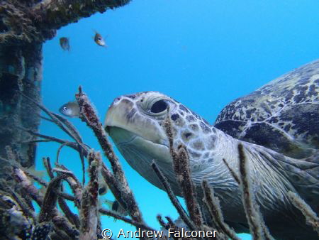I found this turtle resting on a fishing basket, and came... by Andrew Falconer 