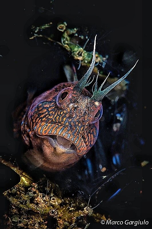 Blenny by Marco Gargiulo 