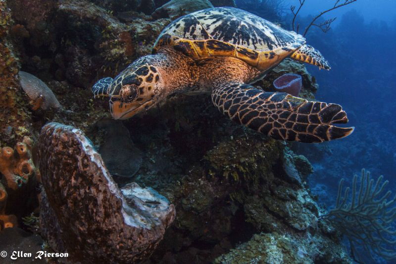 Hungry Turtle on Bloody Bay Wall - Canon T2i/Nauticam/Tok... by Ellen Rierson 