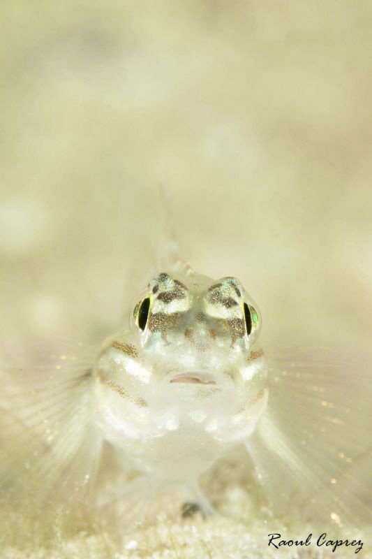 Tiny face to face by Raoul Caprez 