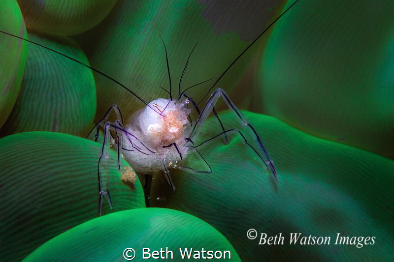 "Lunch" 
Puerto Galera, Philippines
Bubble Coral Shrimp... by Beth Watson 