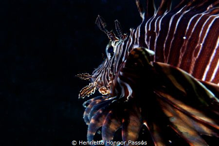 A new invasive species to Barbados, one of the last islan... by Henrietta Honnor Passos 