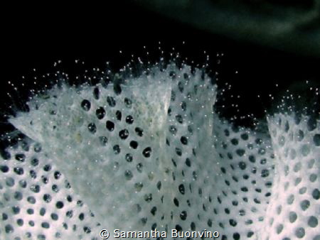A triphyllozoon or phylum ectoprocta? Anyway classy! by Samantha Buonvino 