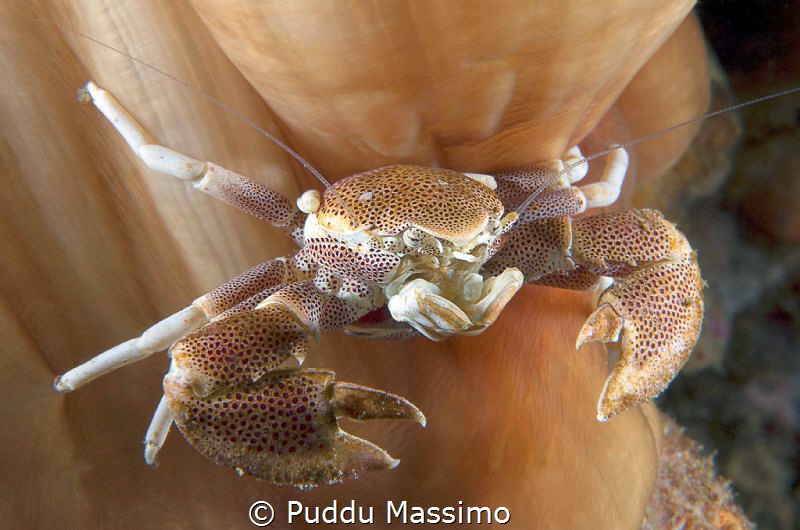 nikon D2x 105 micro by Puddu Massimo 